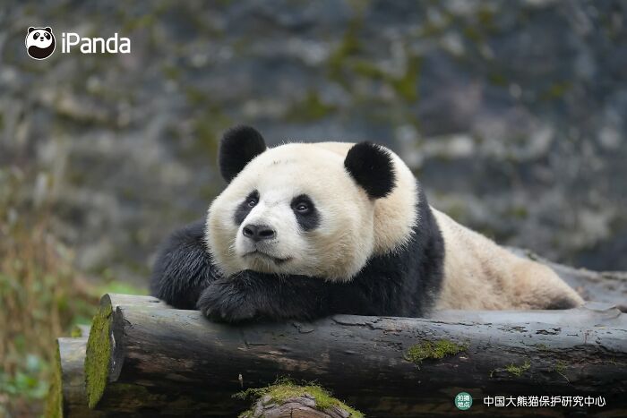 Wait, Pandas Doing Nothing Could Be This Entertaining? Yep!