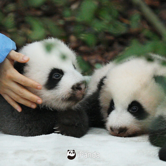 Wait, Pandas Doing Nothing Could Be This Entertaining? Yep!