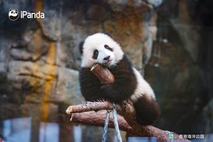 Wait, Pandas Doing Nothing Could Be This Entertaining? Yep!