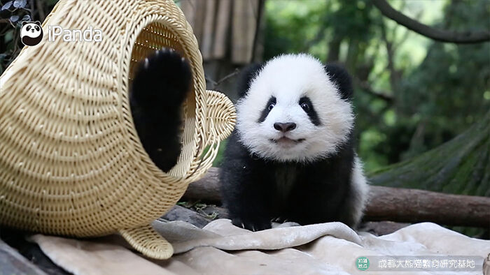 Wait, Pandas Doing Nothing Could Be This Entertaining? Yep!