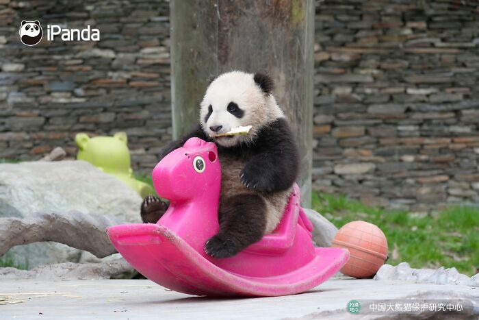 Wait, Pandas Doing Nothing Could Be This Entertaining? Yep!