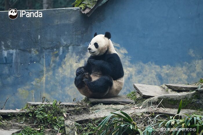 Wait, Pandas Doing Nothing Could Be This Entertaining? Yep!