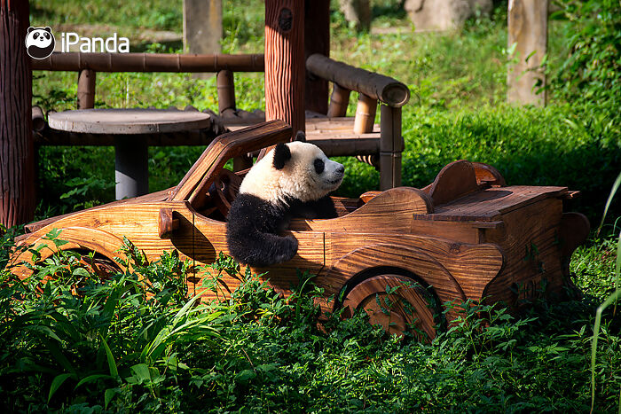 Wait, Pandas Doing Nothing Could Be This Entertaining? Yep!