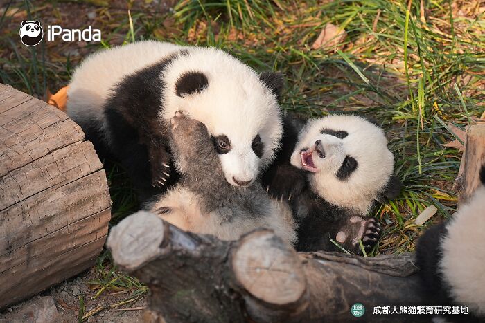 Wait, Pandas Doing Nothing Could Be This Entertaining? Yep!