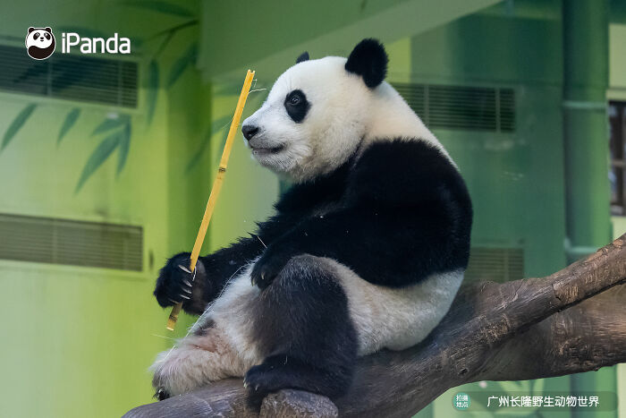 Wait, Pandas Doing Nothing Could Be This Entertaining? Yep!