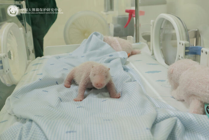 Wait, Pandas Doing Nothing Could Be This Entertaining? Yep!