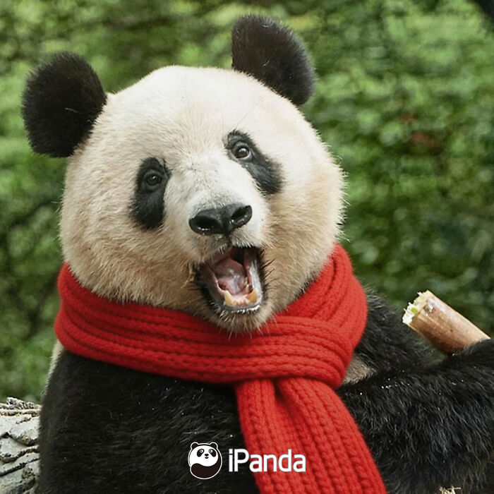 Wait, Pandas Doing Nothing Could Be This Entertaining? Yep!