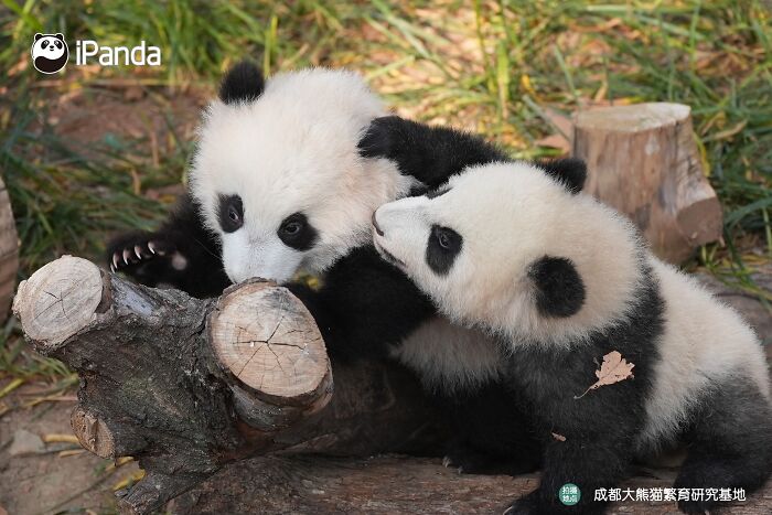 Wait, Pandas Doing Nothing Could Be This Entertaining? Yep!