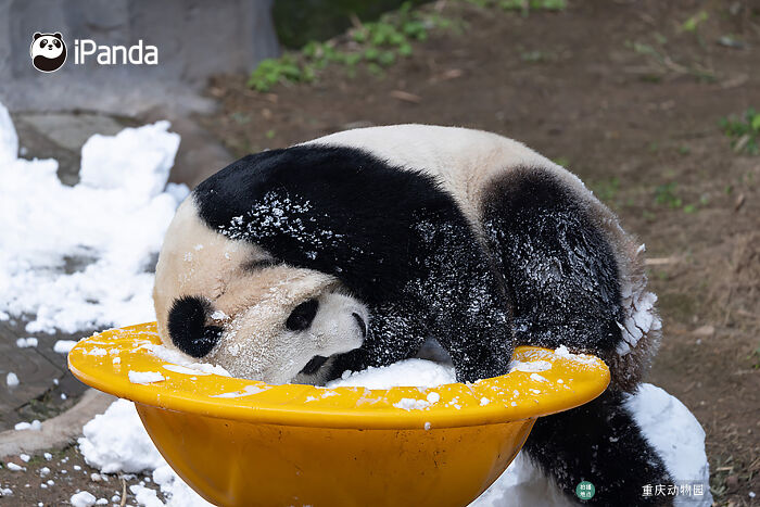 Wait, Pandas Doing Nothing Could Be This Entertaining? Yep!