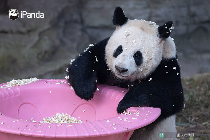Wait, Pandas Doing Nothing Could Be This Entertaining? Yep!