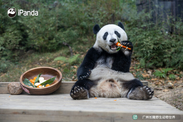 Wait, Pandas Doing Nothing Could Be This Entertaining? Yep!