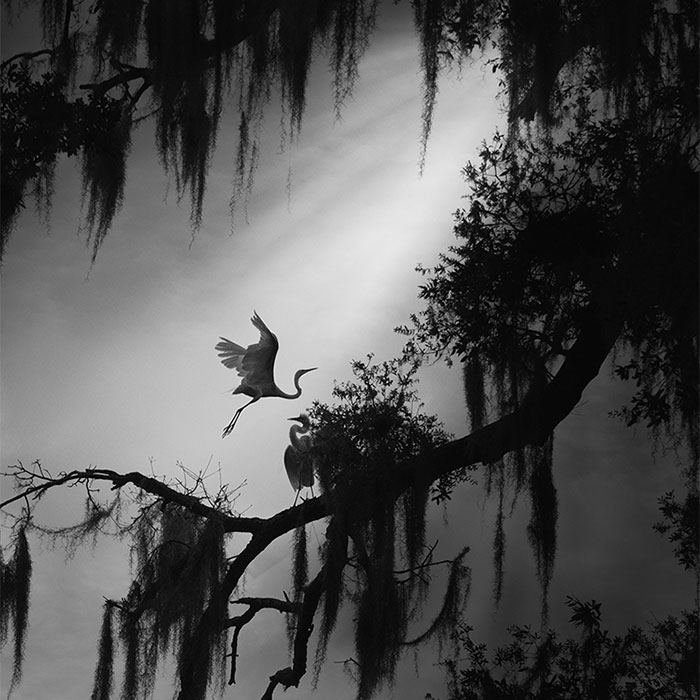 Wait Till You See These 30 Wild Bird Pics That Look Absolutely Magical