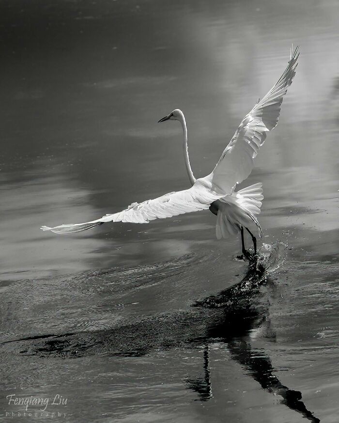 The Figure Skater of the Bird World