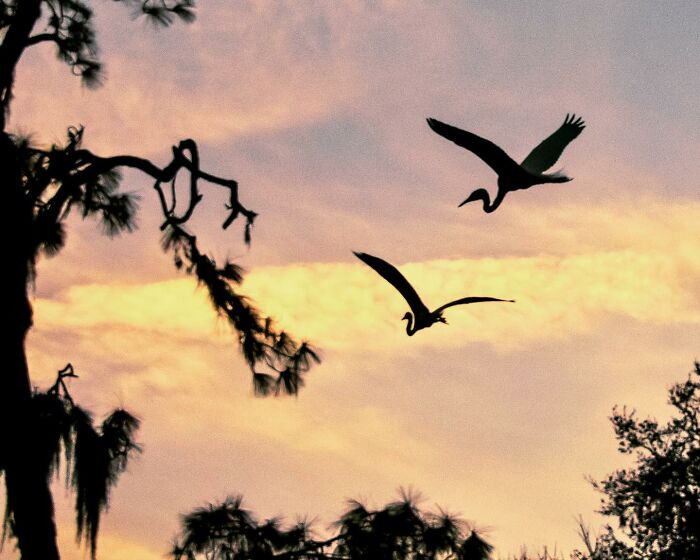 Honeymooning... Bird Style