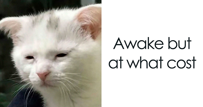 Whoa, These Memes Are Serving Full-On Internet Madness!