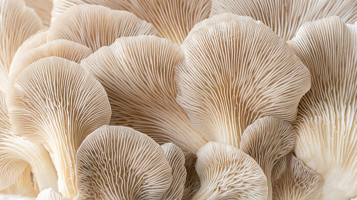 Close-Up On Chocolate Oyster Mushrooms That Look Like Fans