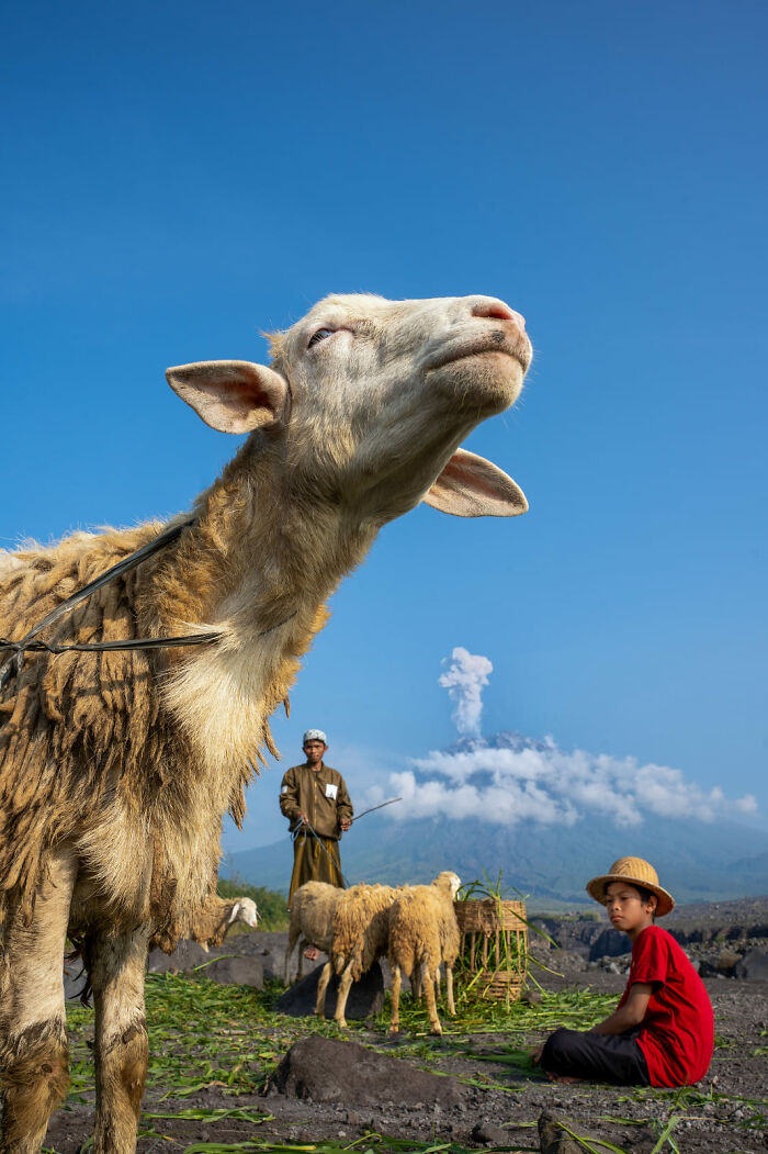 Goats Just Chilling With An Epic Volcano Backdrop