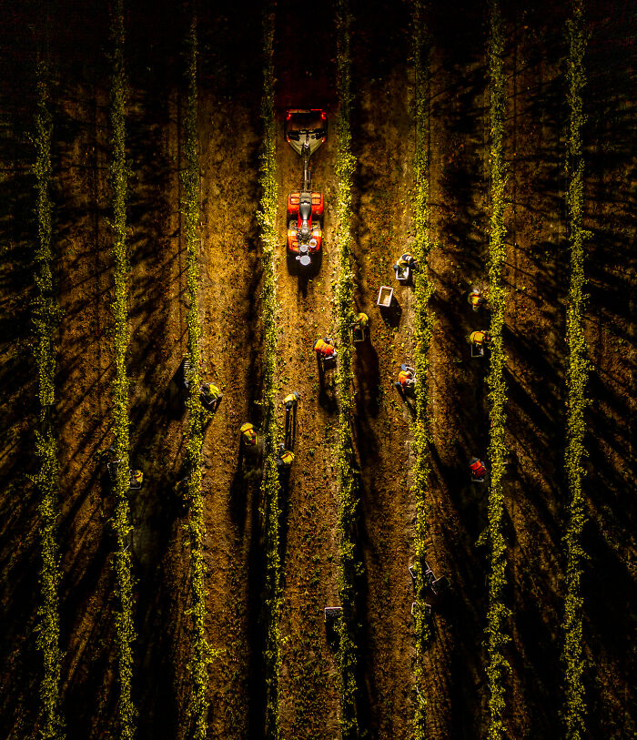 Night Vineyard Harvest From Above