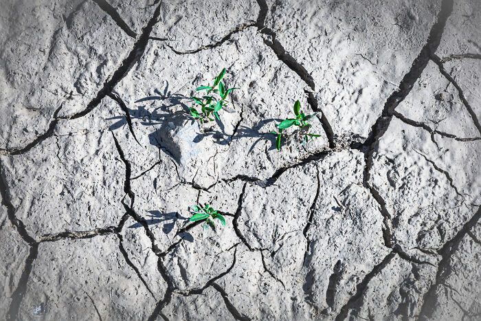 From Lettuce to... Hope? German Veggie Field Magic