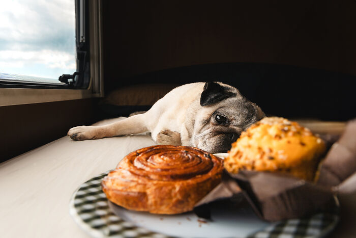Pug Wants That Pastry, Like, Right Now
