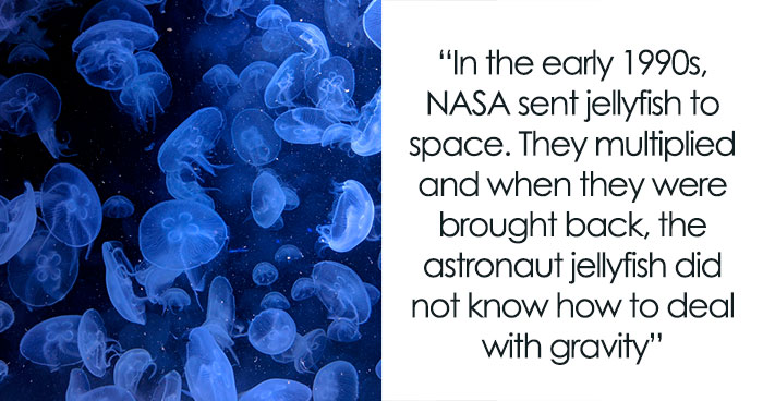 Wait, They Actually Ranked That?! 63 Fun Facts To Drop At Your Next Lunch Break