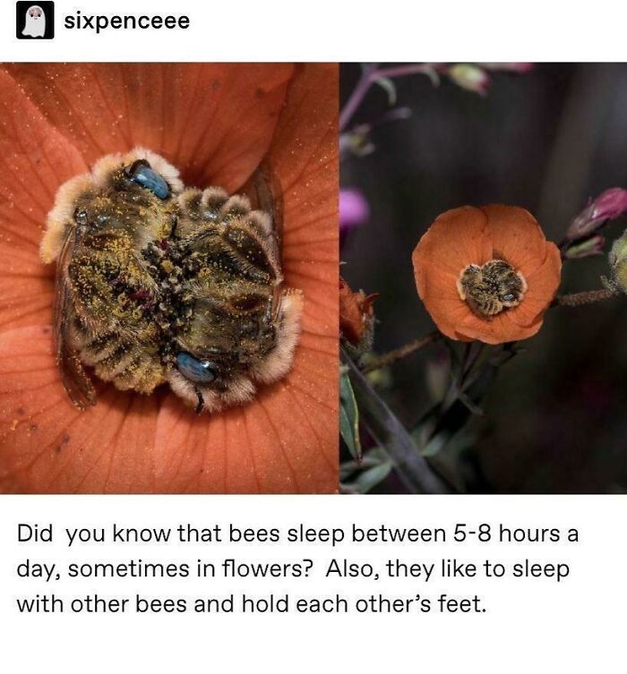 Bees Are Basically Besties Holding Onto Each Other’s Feet While They Sleep