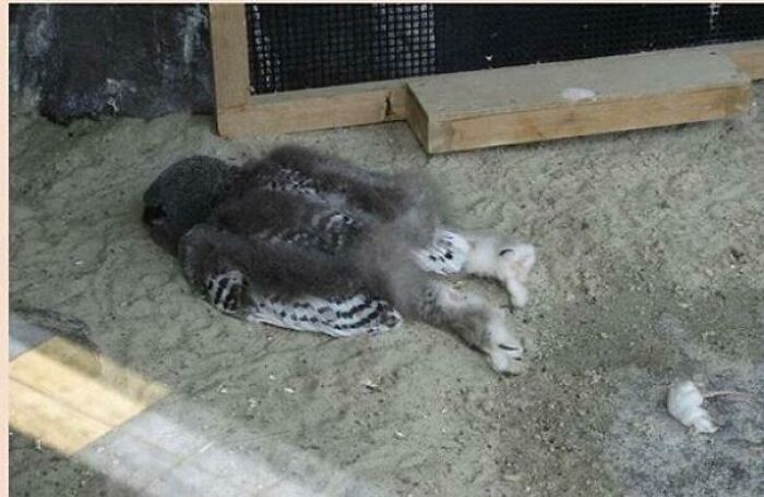 Juvenile Snow Owls Nap Face Down ‘Cause Their Heads Are Just Too Big to Perch