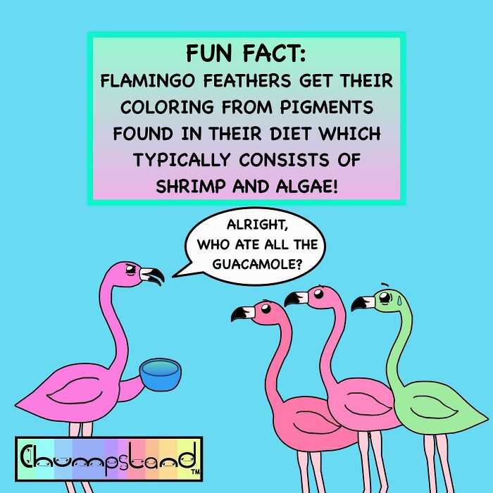 Flamingos Get Their Signature Pink Color From Their Shrimp-and-Algae Diet!