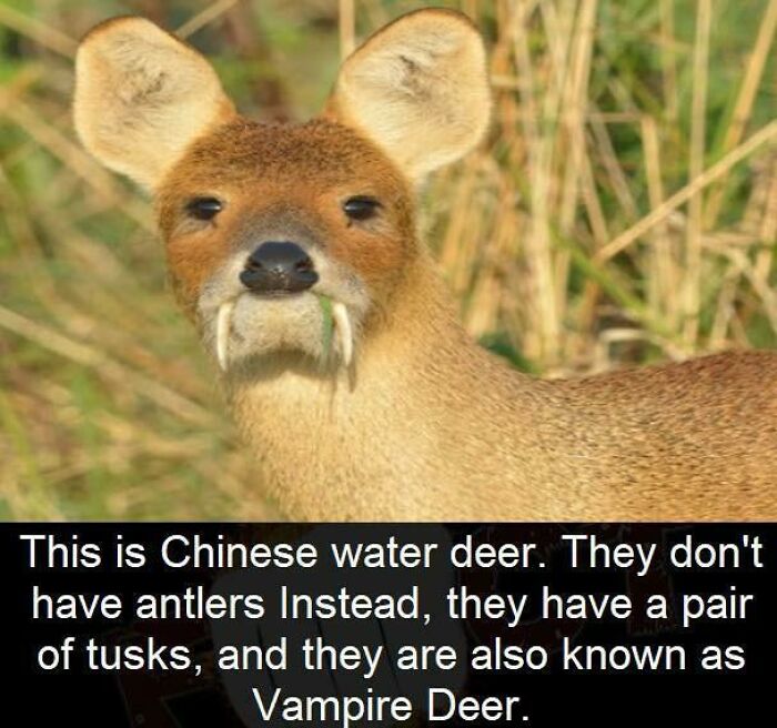 Chinese Water Deer Warning: Don’t Get Bitten Unless You Want Some Surprises!
