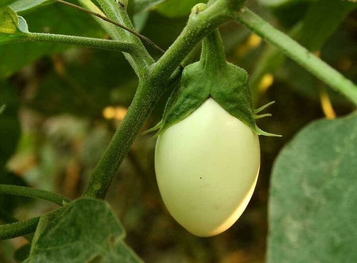The Eggplant Got Its Name Because When Young, It Looks Like an Egg. Mind-Blowing!