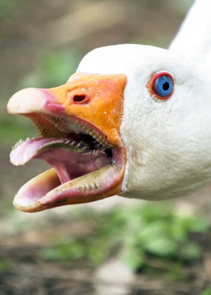 Geese Have Pointy Little Cartilage Spikes on Their Tongues—Ouch!