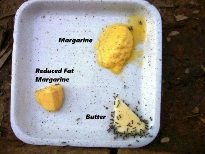 Ants Can Totally Tell Margarine From Butter. Fancy Little Food Critics!