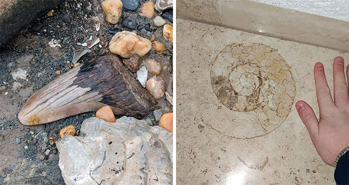 79 Fossils People Found That Are Just Plain Awesome