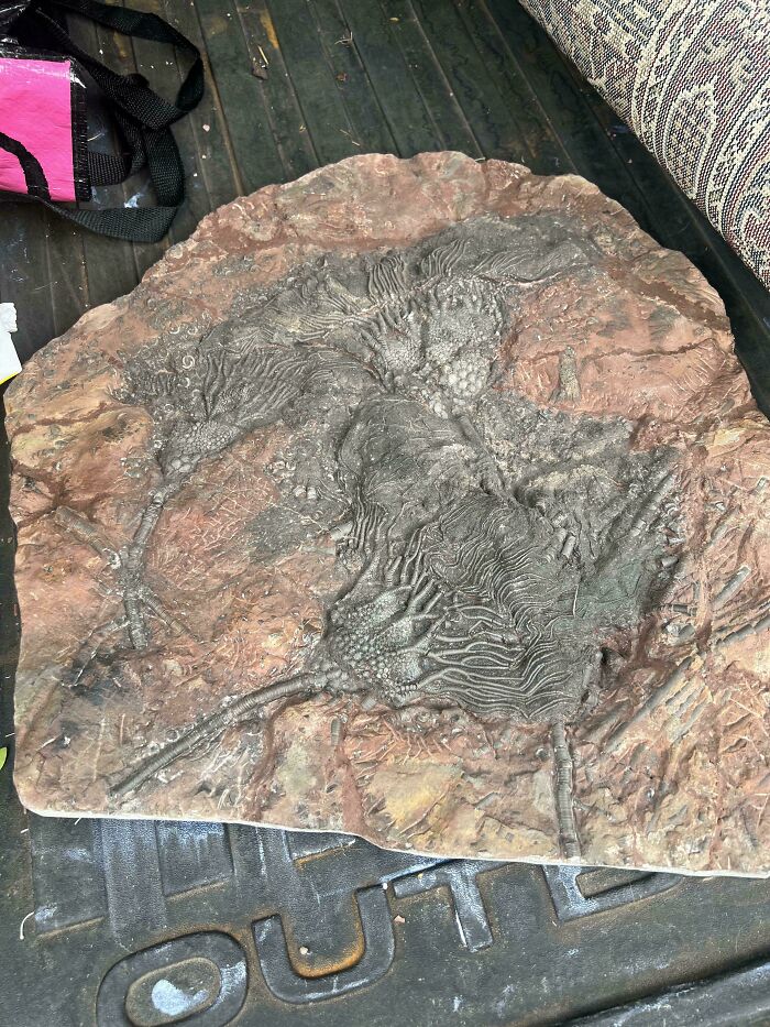 Found This Sea Lily Fossil and It's Stunning!