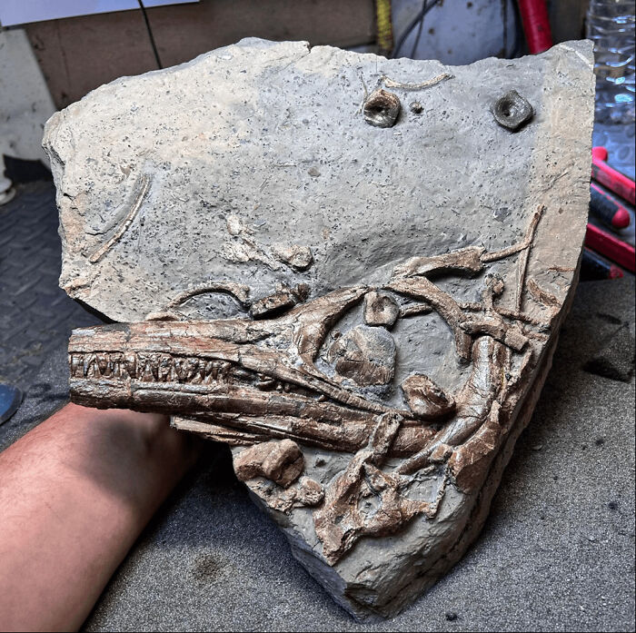 Ichthyosaur Update from South Wales: This Slab Looks Amazing!