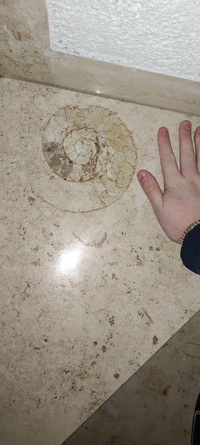 Fossils Hiding in Our Staircase Tiles?!