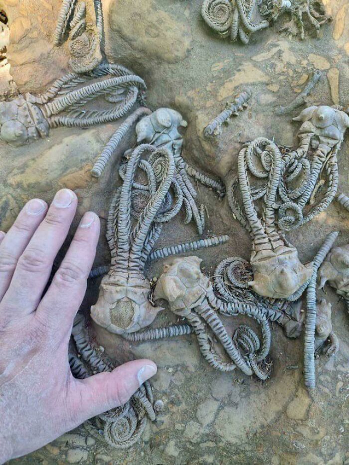 Are These Real Crinoid Fossils? Yup!