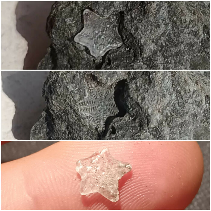 Anyone Ever Seen This Crinoid Ossicle Fossil?