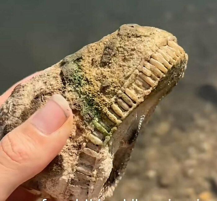 Mystery Fossil Found in Freshwater Near Manitoba