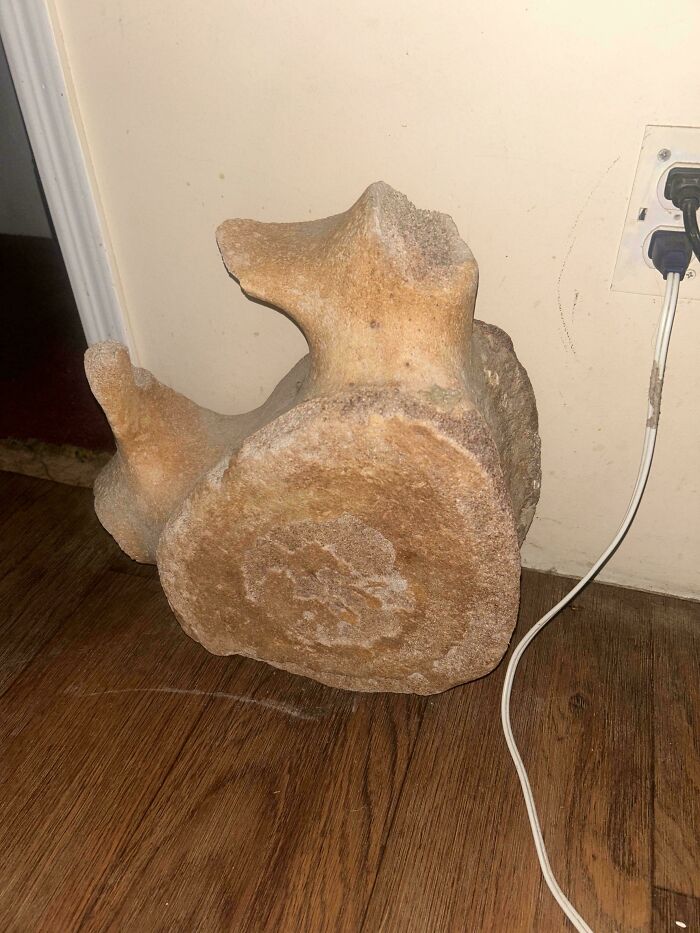 Grandparents Found a Whale Bone While Landscaping in Eastern NC!