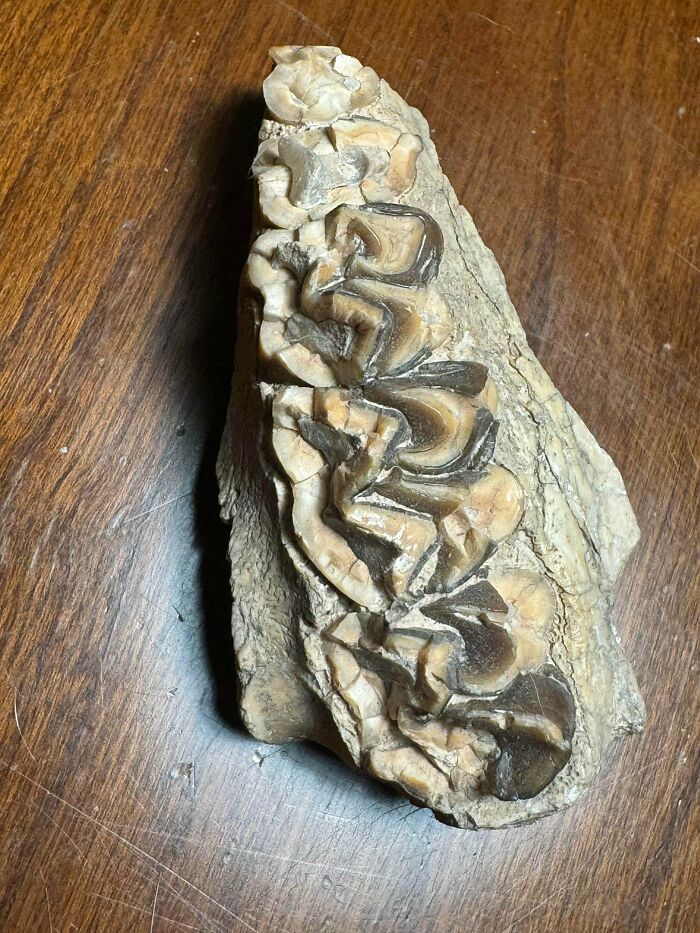 Fossil Found at Lake Michigan Beach: A Giant Deer Jaw?