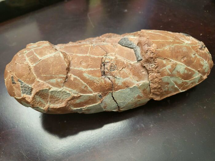 Is This Dinosaur Egg Real? We Say Yes!