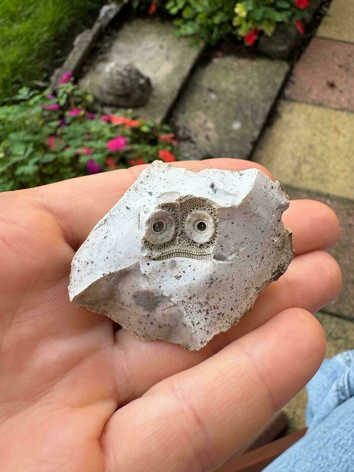 Weird Fossil From Oxfordshire That Might Be a Soul-Stealer!