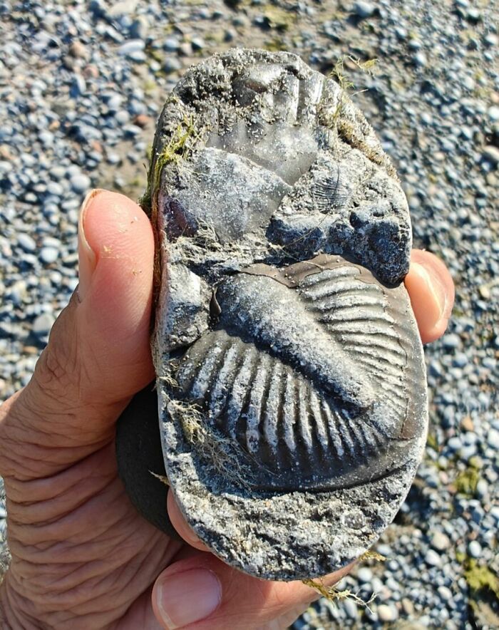 Trilobite Fossil Found on Lake Ontario Beaches