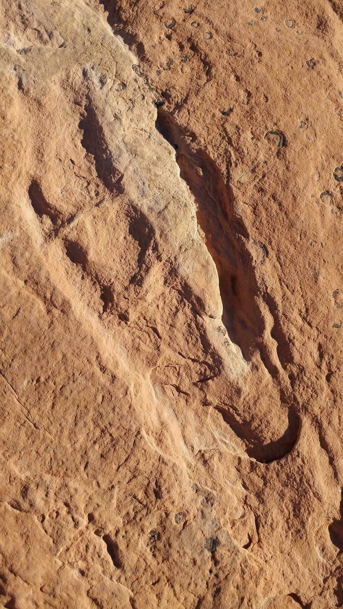 Got a Dinosaur Footprint in Canyonlands! Look at Those Toes