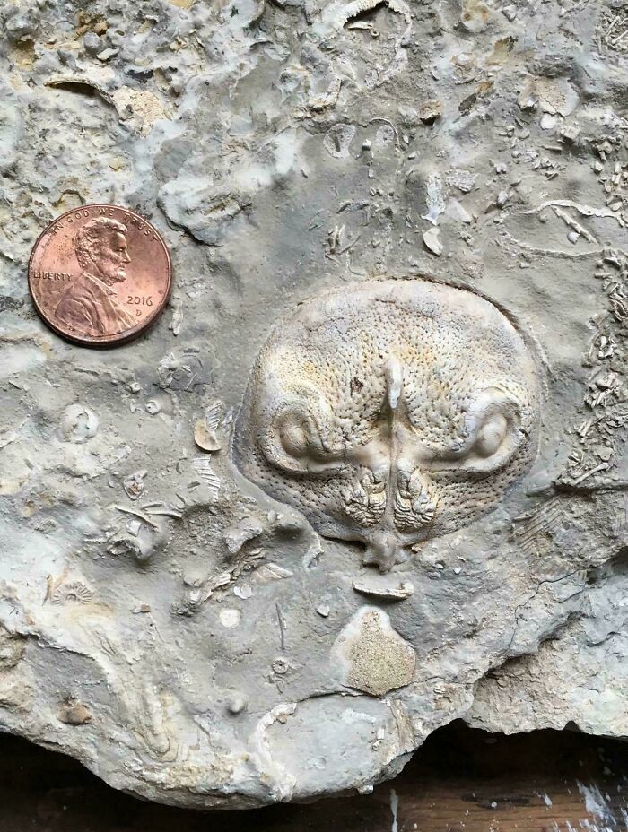 Found This Odd One in Southern Kansas and it’s a Brachiopod!
