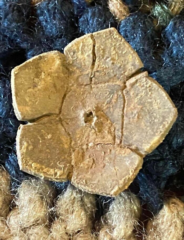 Fossil Found in Oklahoma: Part of a Crinoid Cup