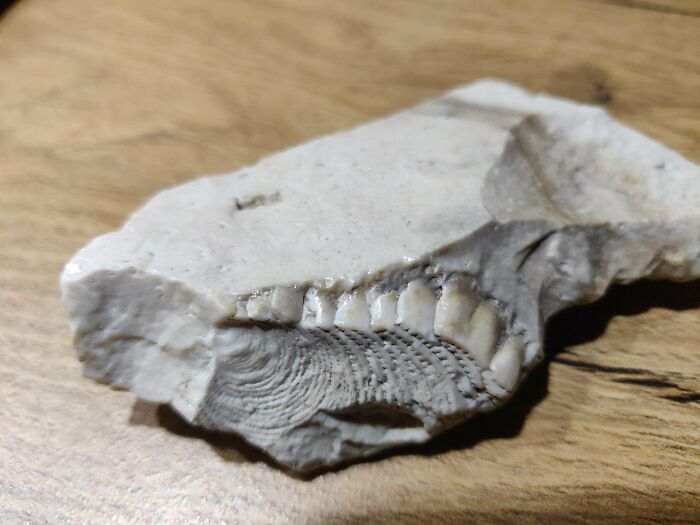Found This Stone-Like Fossil on a Farm in the Netherlands