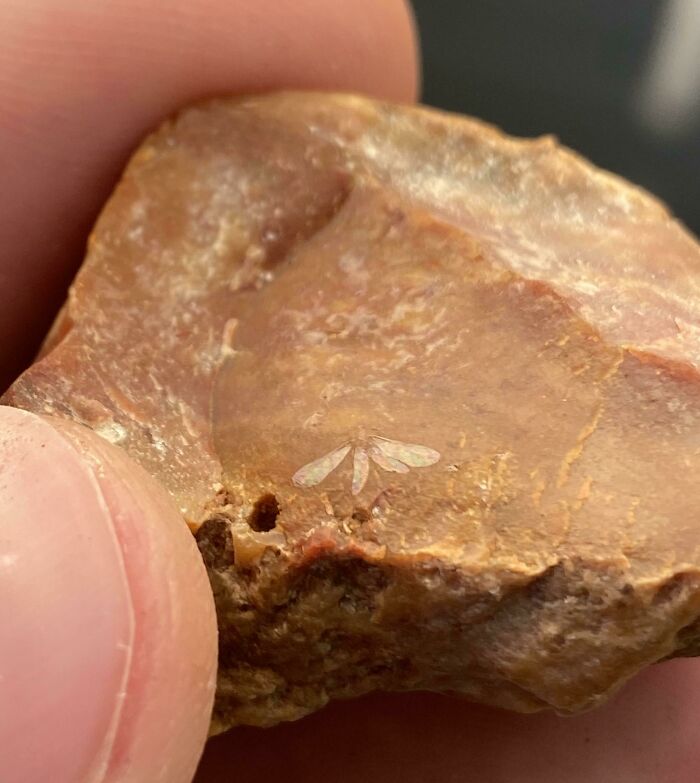 Broken Open Chert Shows What Looks Like Insect Wings!