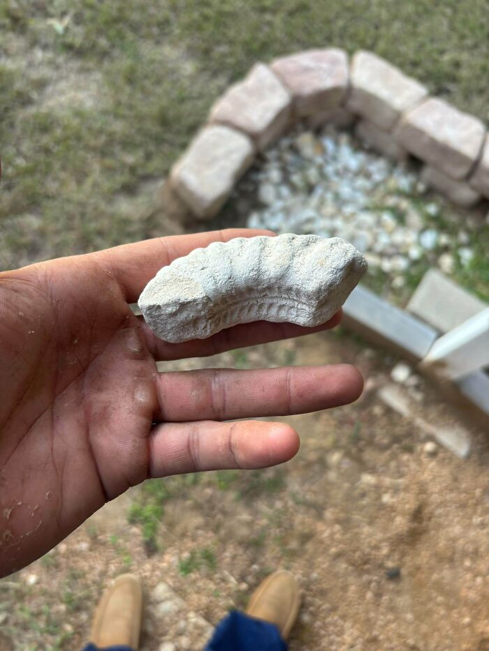 Found This Fossil-Looking Rock in a Bag of River Stones